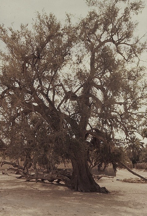 l`arbre de vie